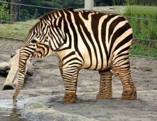 zebre elefant.jpg
